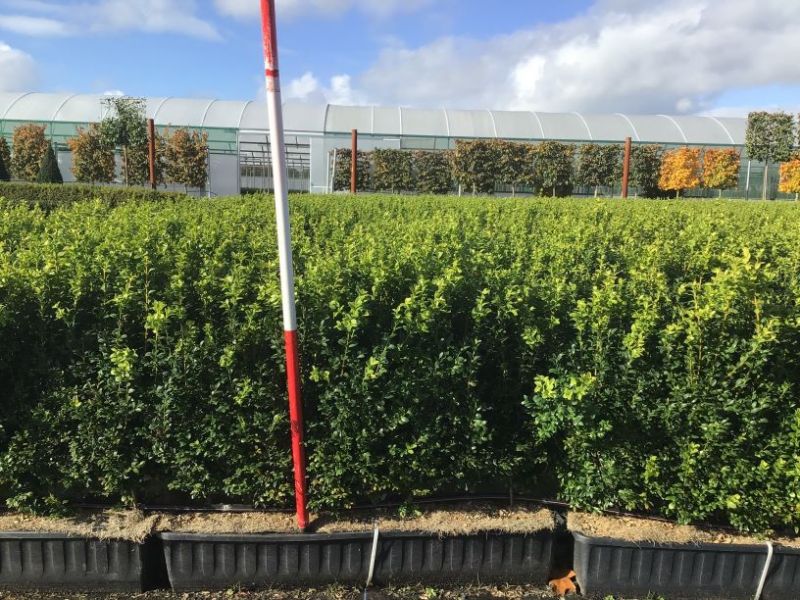 Instant Hedge Common Box (Buxus sempervirens) in trough.